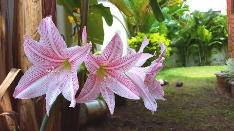 Goa Flowers - Download Goa Photos